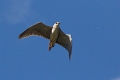 Heron bihoreau-04